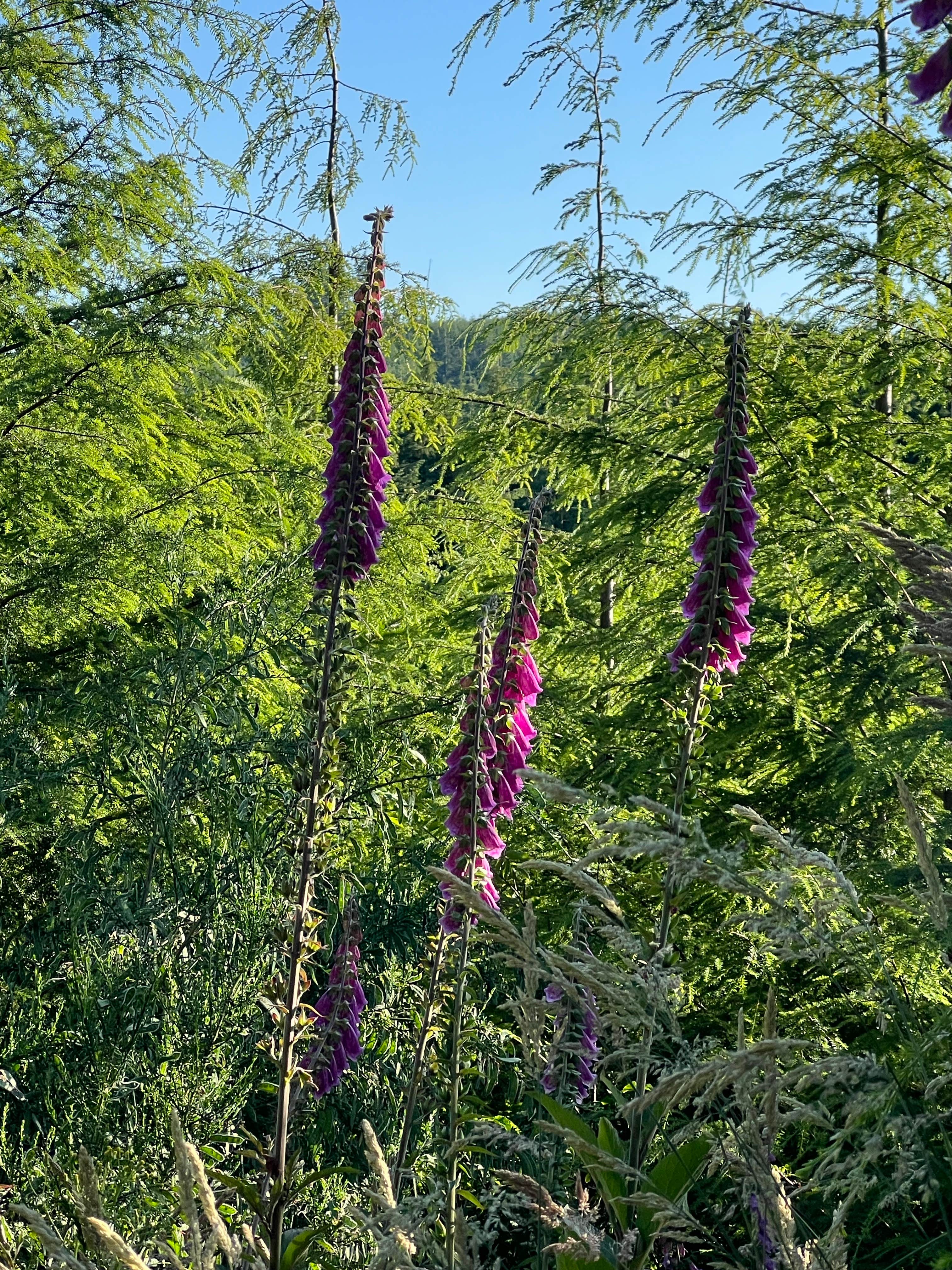 Camper-submitted photo at soapstone lake trail dispersed camping near Manzanita, OR