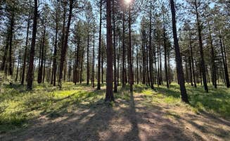 Tony D.'s photo of a dispersed camping area at Social Security Point Trailhead near Malheur National Forest