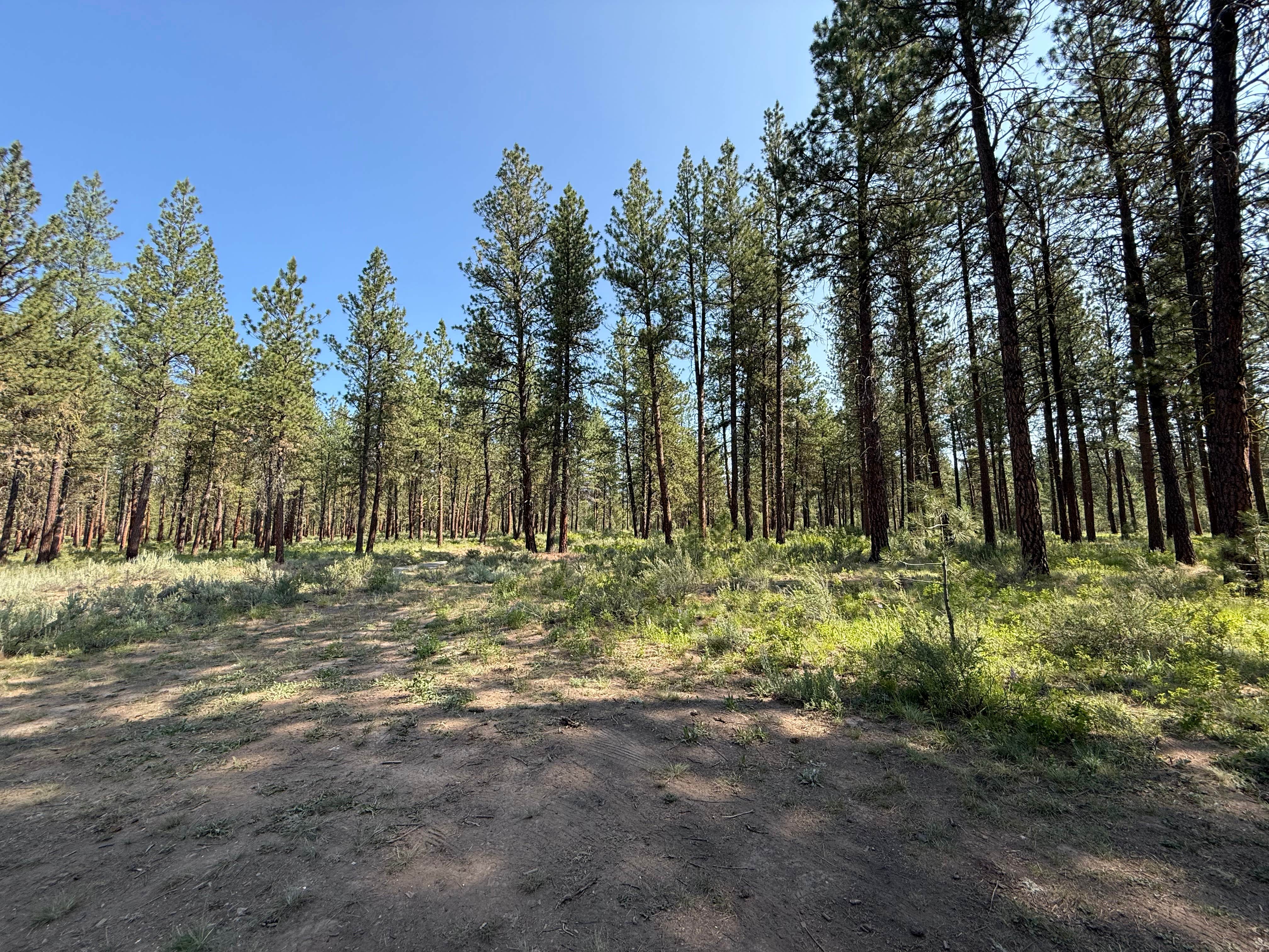 Camper-submitted photo at Social Security Point Trailhead near Baker City, OR