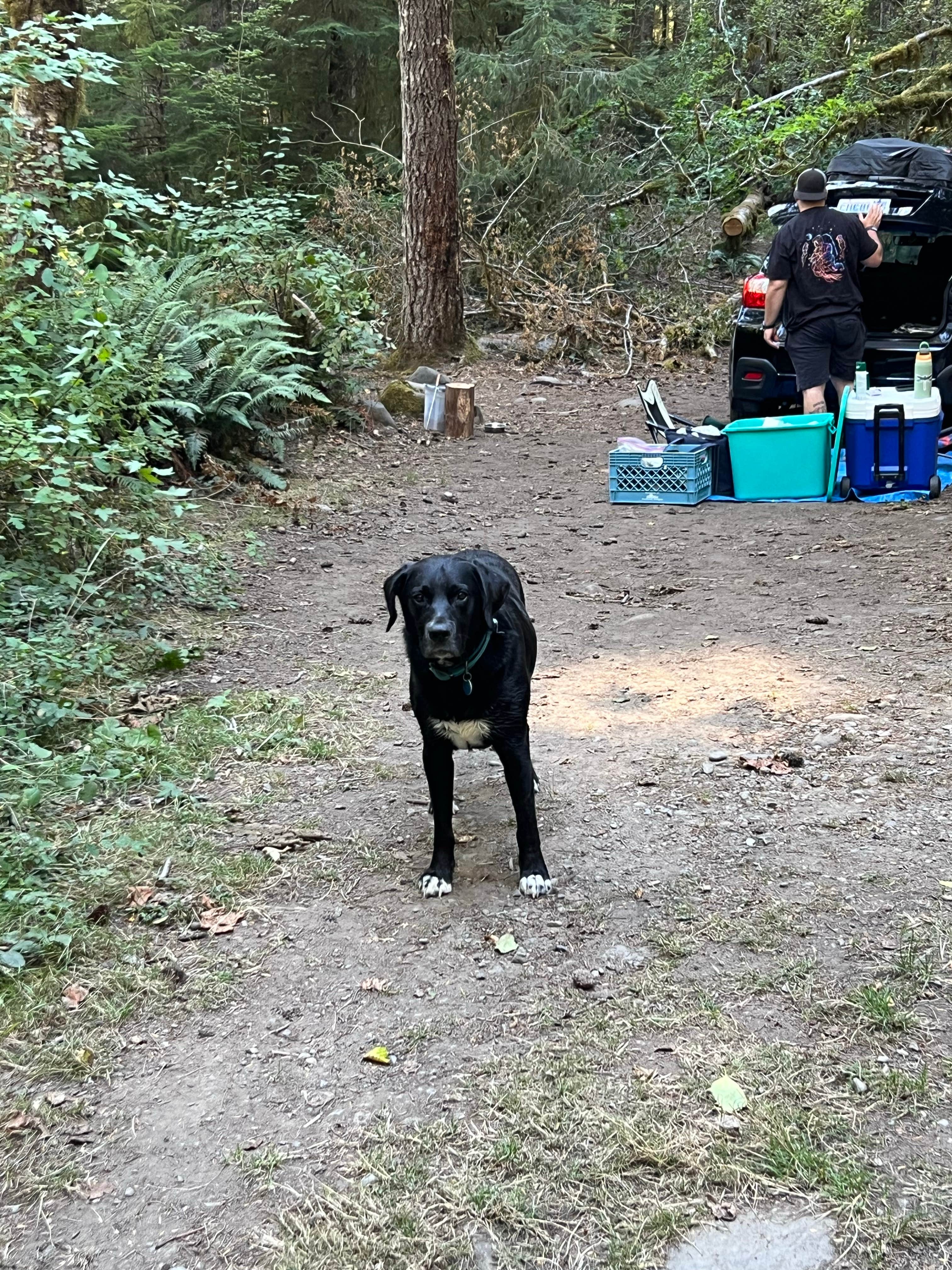 Camper-submitted photo at sol duc river near Sol Duc Hot Springs, WA
