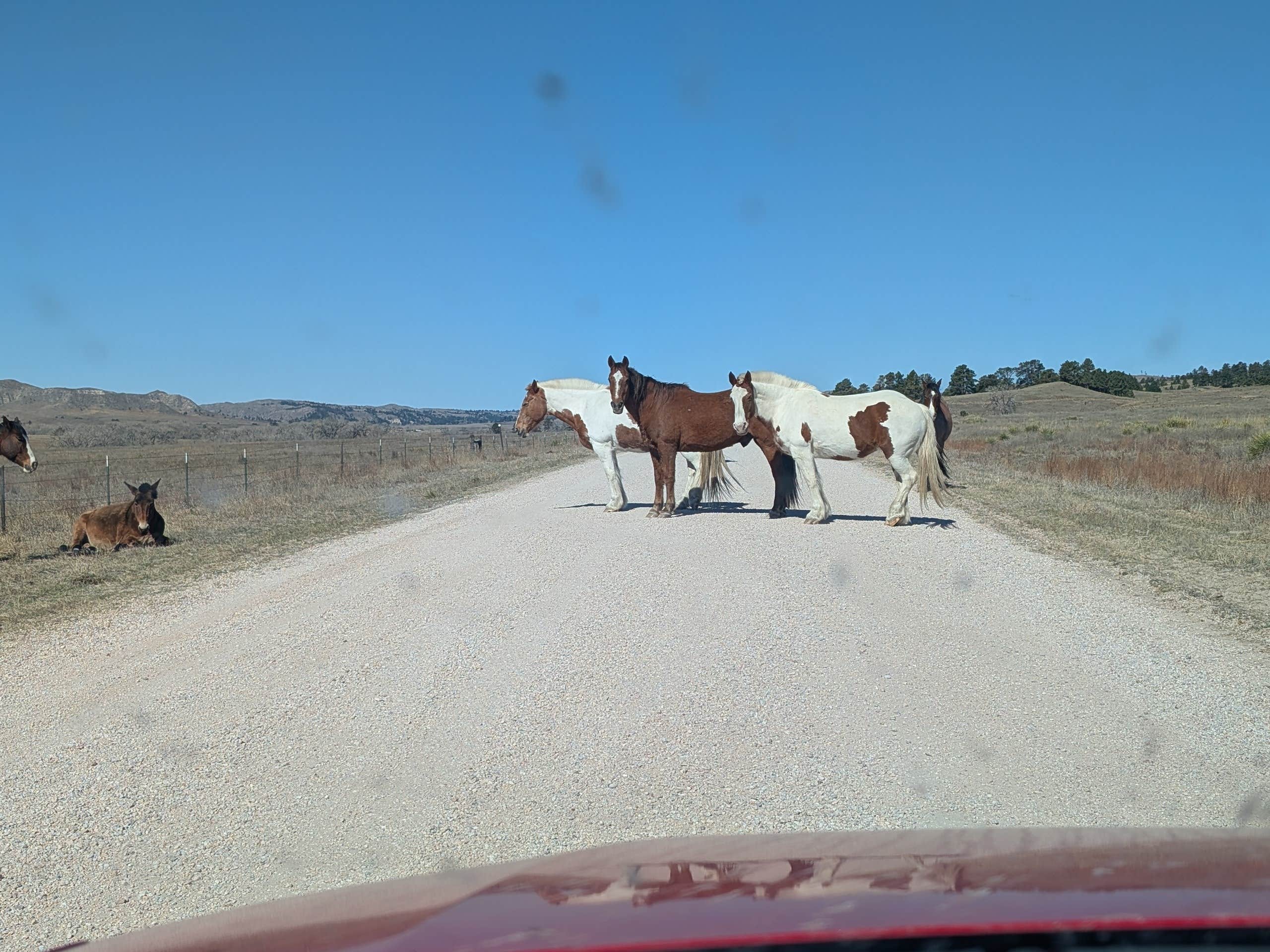Camper-submitted photo at Soldier Creek (Ne) Nebraska Nf — Nebraska National Forests And Grasslands near Crawford, NE