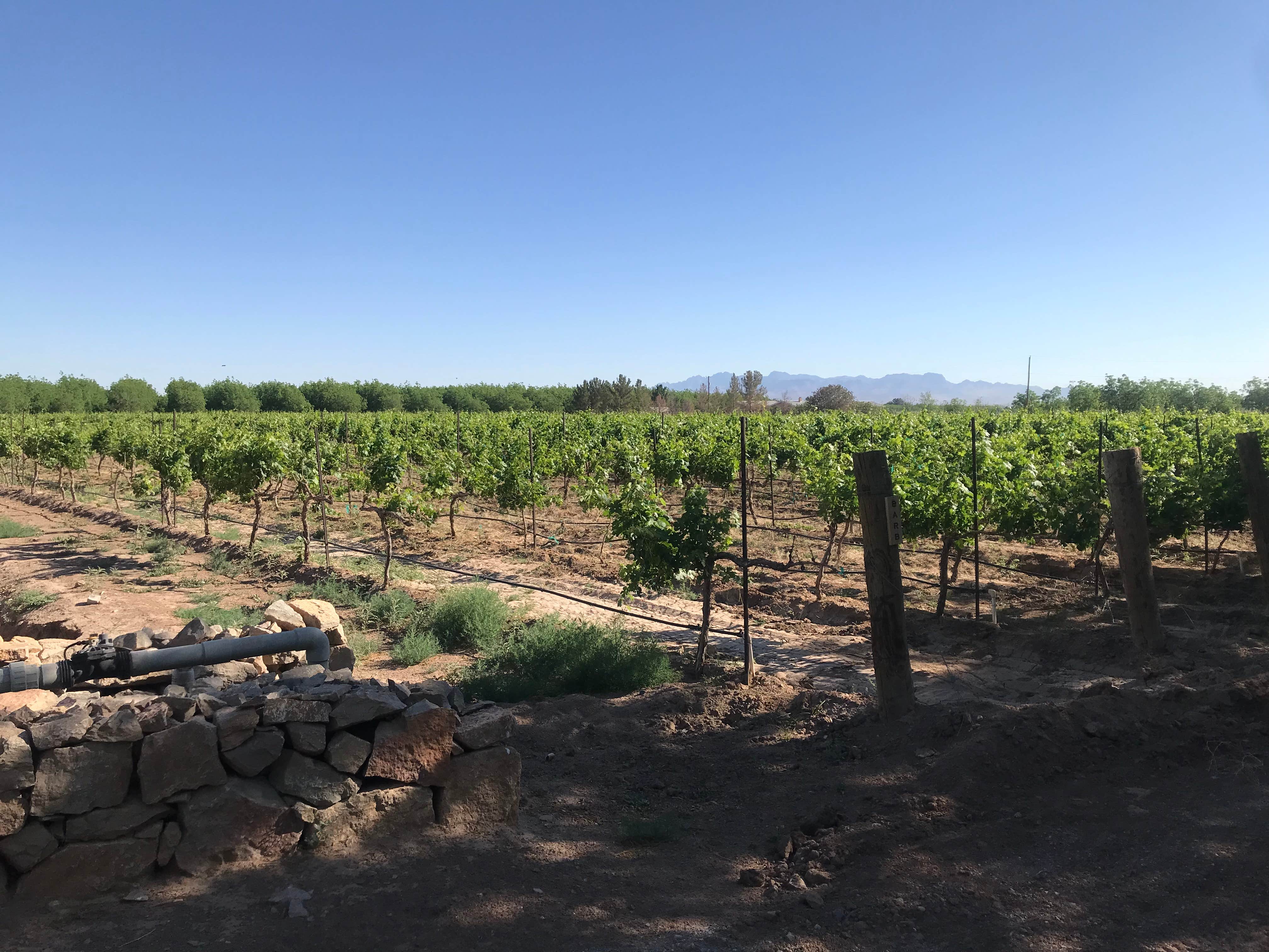Camping near El Paso West RV Park: Sombra Antigua Winery, Chamberino, New Mexico