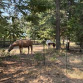 Review photo of Son Mountain Ranch, Athol Idaho by Andrea L., August 13, 2026