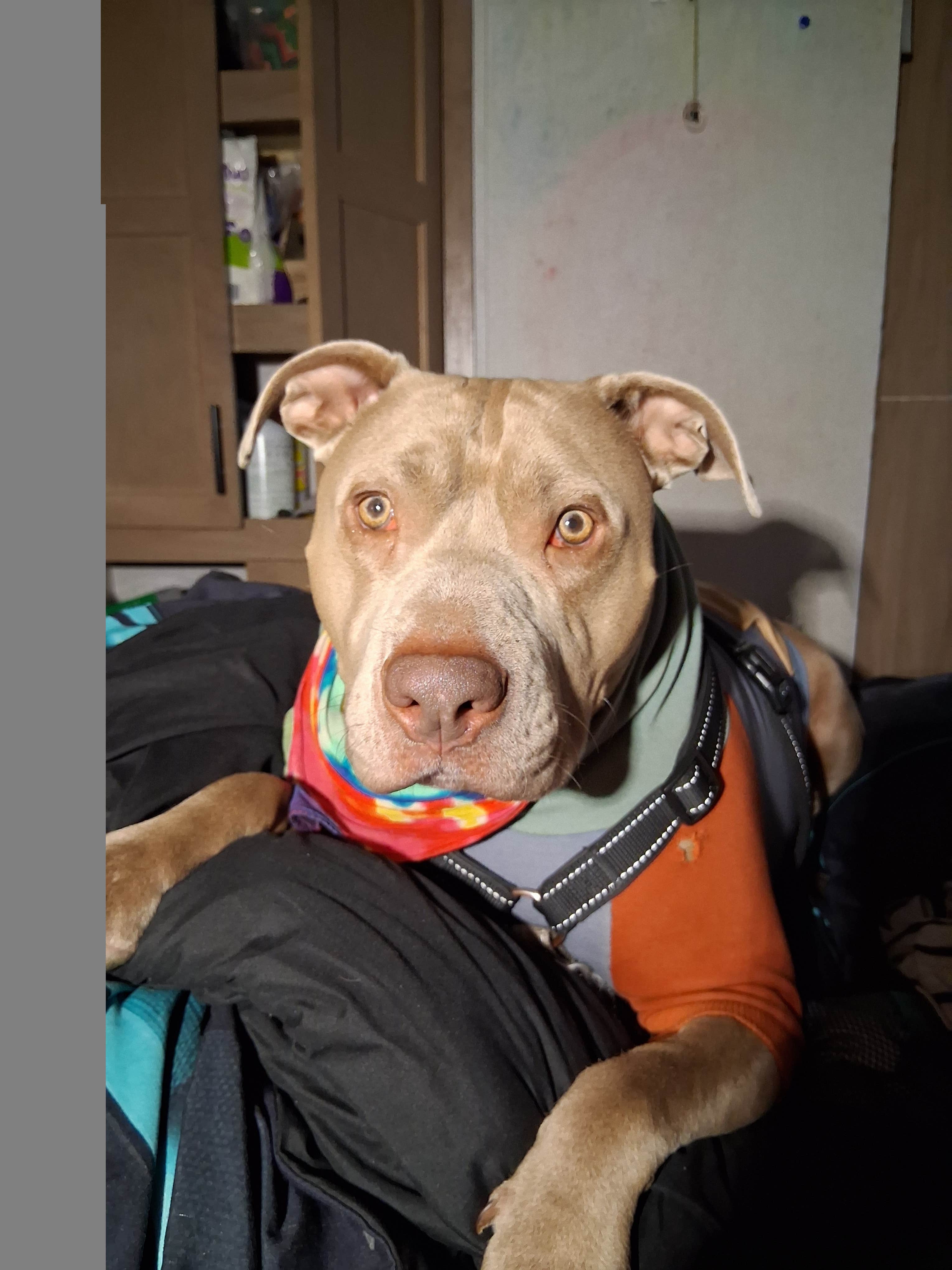 Venna D.'s photo of camping with pets at Sonoma County Fairgrounds RV Park near Fulton, CA