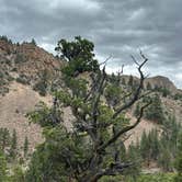 Review photo of Sonora Bridge — Humboldt Toiyabe National Forest Headquarters by Ruby M., August 28, 2026