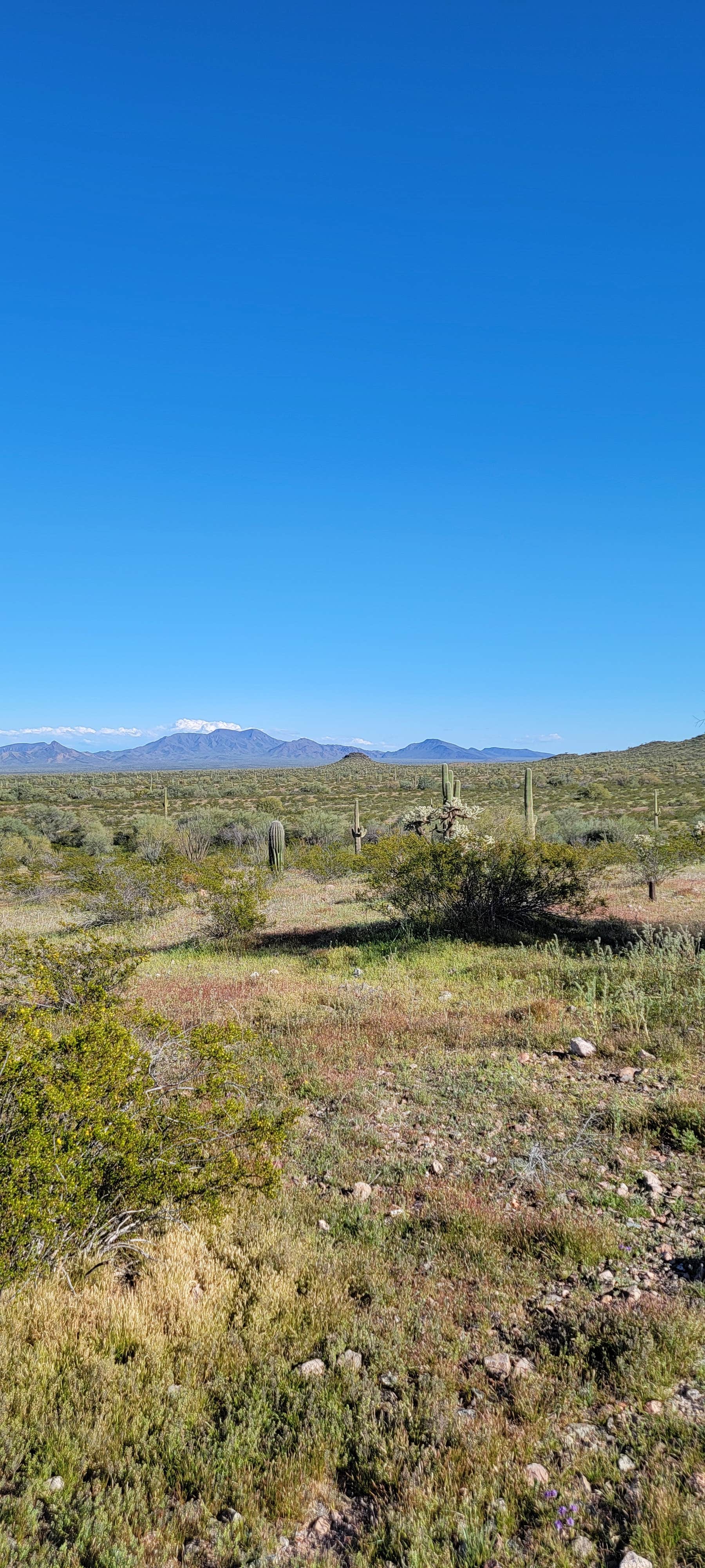 mike J.'s photo of a dispersed camping area at Sonoran Monument Dispersed Camping near Waddell, AZ