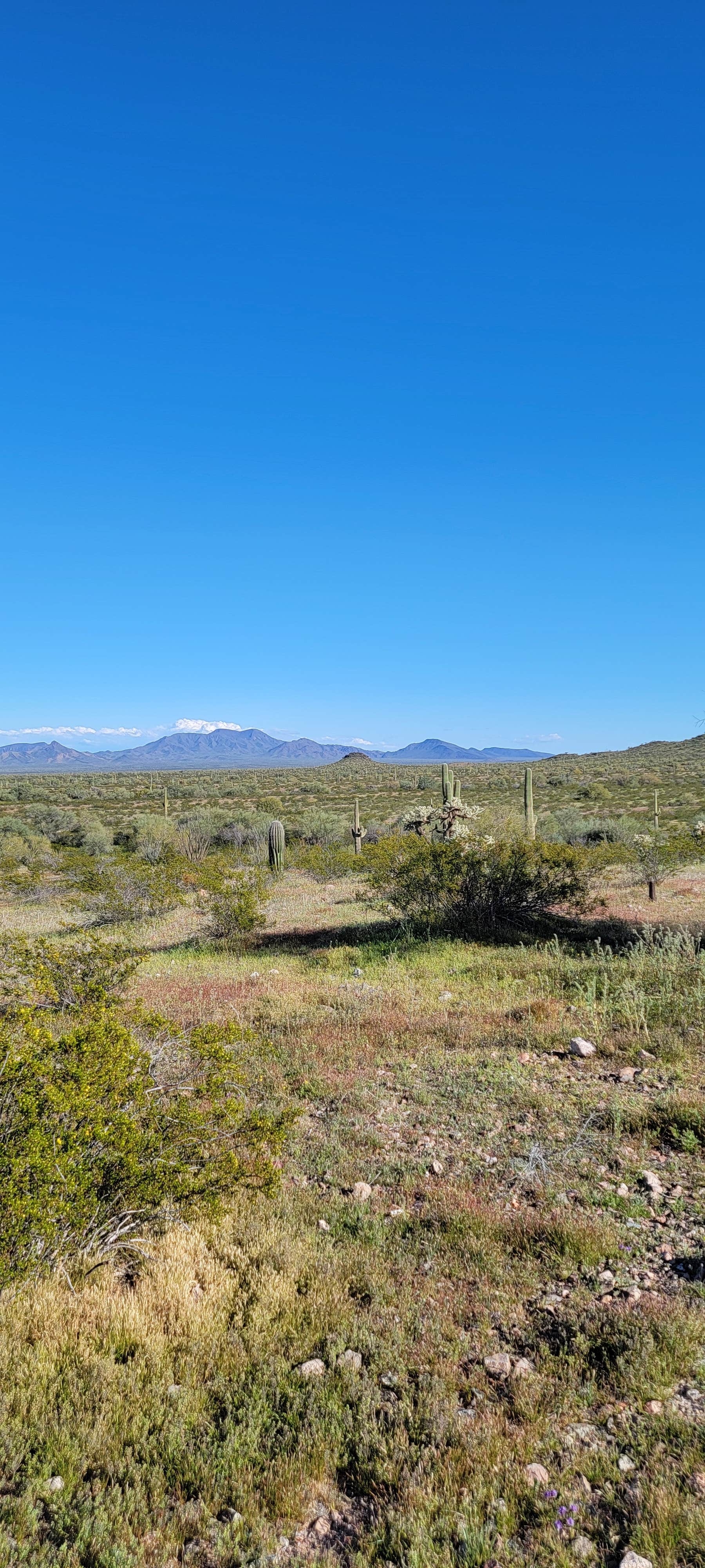 Camper submitted image from Sonoran Monument Dispersed Camping - 1