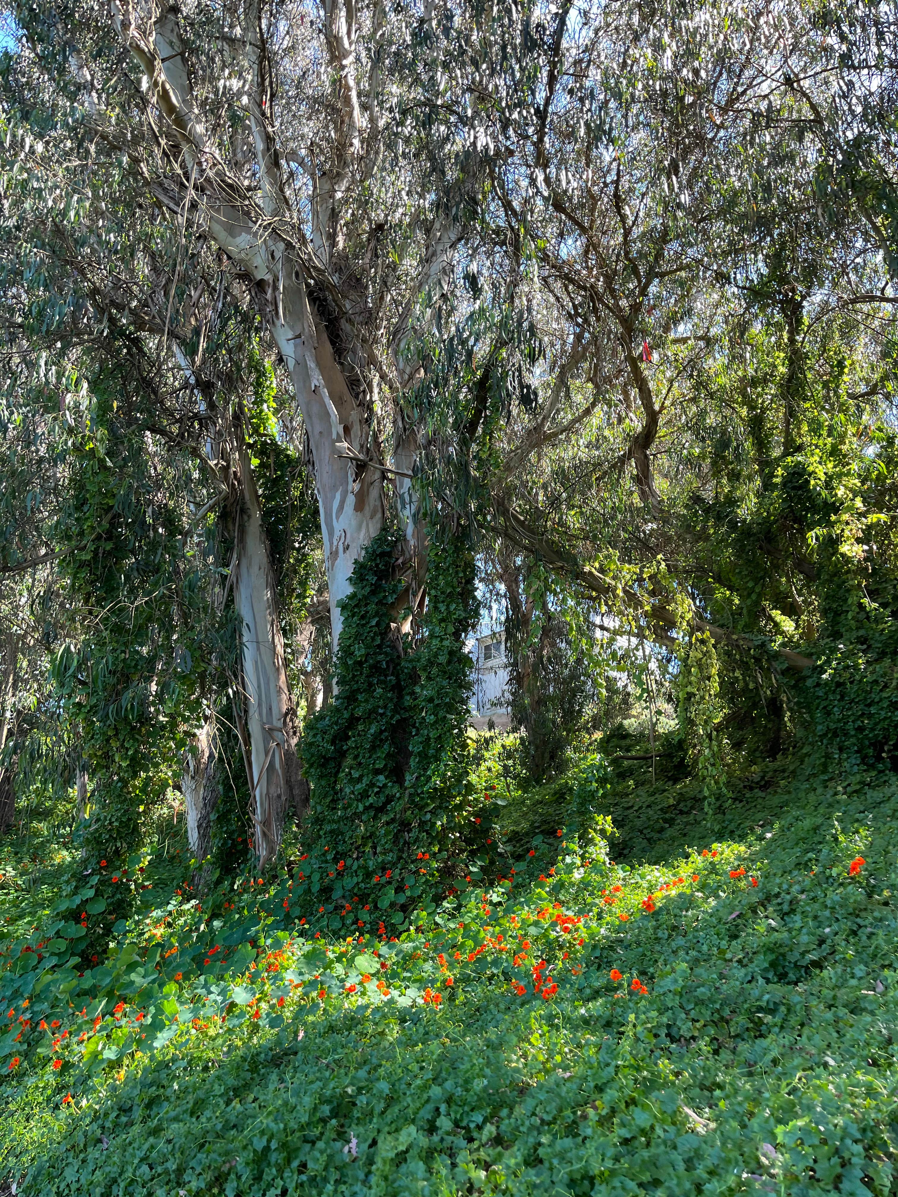 Camper-submitted photo at Sunset State Beach Campground near Freedom, CA