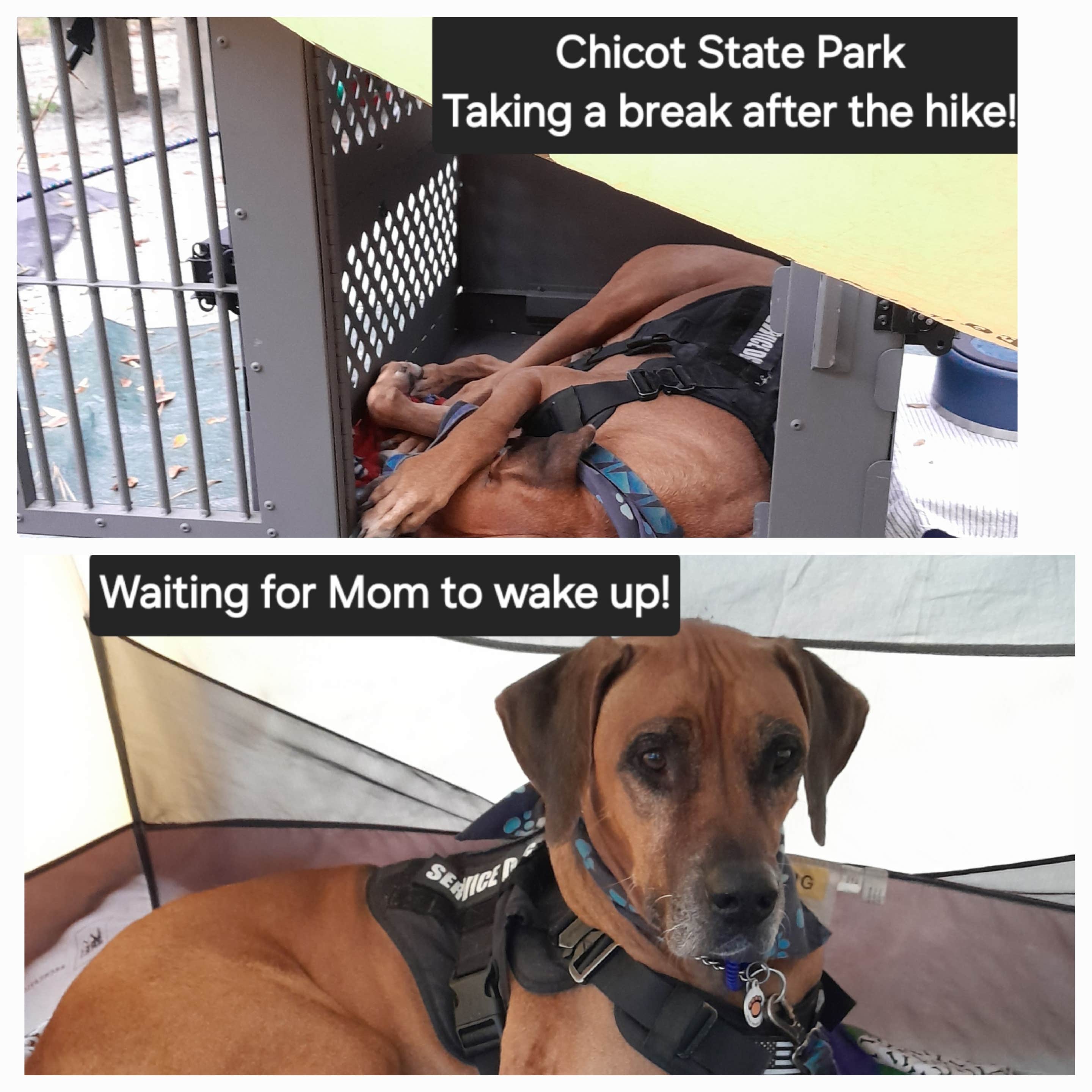 Nancy K.'s photo of camping with pets at South Campground — Chicot State Park near Marksville, LA