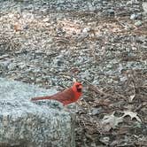 Review photo of Cheraw State Park Campground — Cheraw State Park by Werner S., September 1, 2025