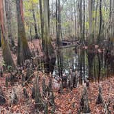 Review photo of Colleton State Park Campground by Breezy V., December 20, 2025