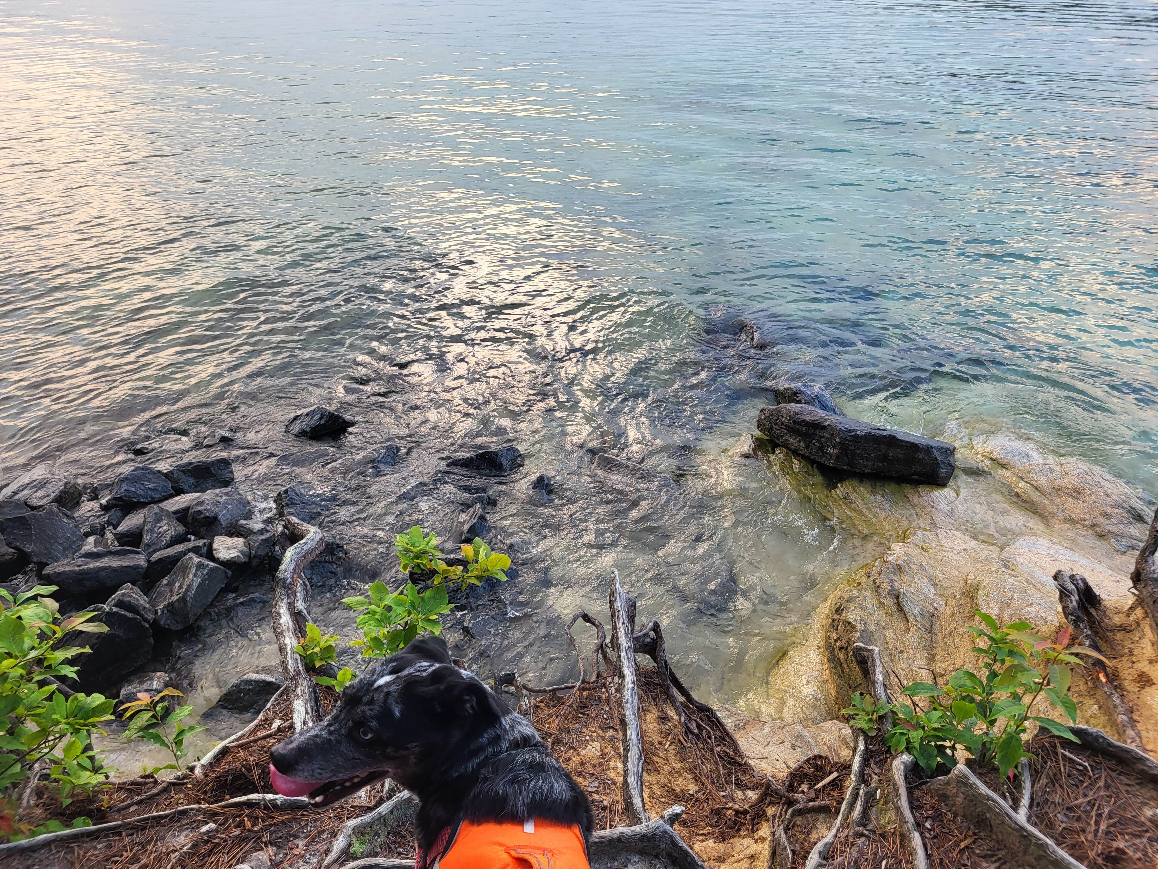 not weird but different's photo of camping with pets at Devils Fork State Park Campground near Brevard, NC