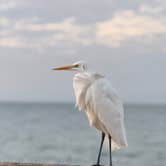 Review photo of Myrtle Beach State Park Campground by Lauren M., December 31, 2025