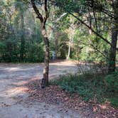 Review photo of Myrtle Beach State Park Campground by Roger W., November 22, 2023