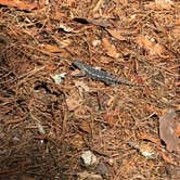 Review photo of Poinsett State Park Campground by Lauren M., May 3, 2026