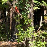 Review photo of Poinsett State Park Campground by Lauren M., May 3, 2026