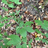 Review photo of Poinsett State Park Campground by Lauren M., May 3, 2026