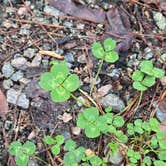 Review photo of Sesquicentennial State Park Campground by Clean Slate D., August 1, 2025