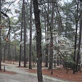 Review photo of Sesquicentennial State Park Campground by Clean Slate D., August 1, 2025