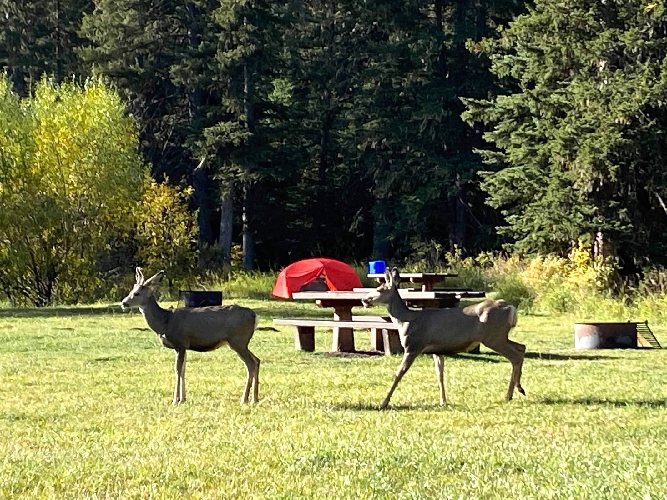 Camper-submitted photo at Beaver Creek near Newcastle, WY