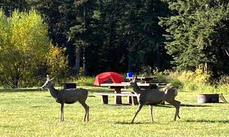 Camping near Ring's Cabin Retreat: Beaver Creek, Newcastle, South Dakota