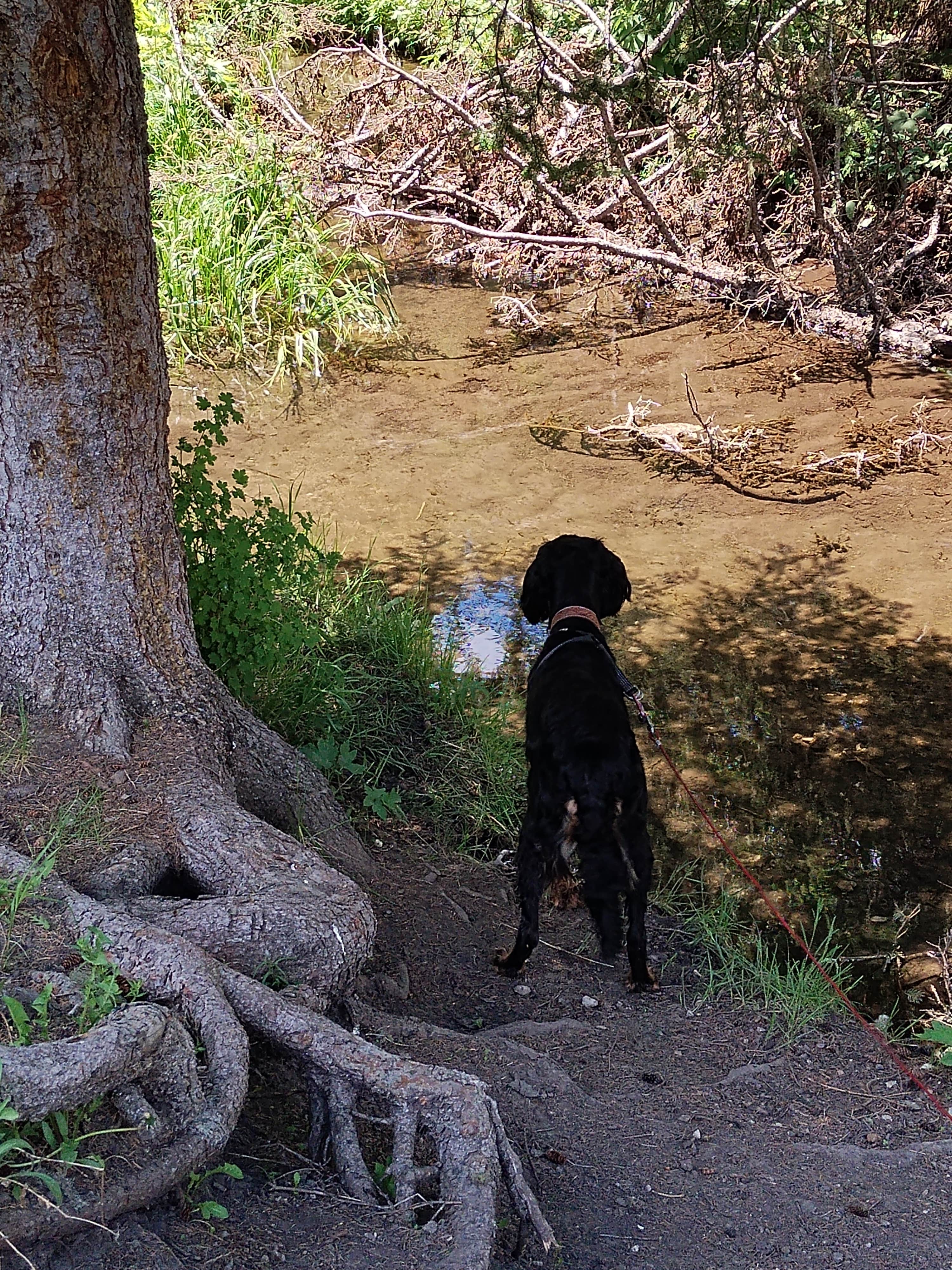 Leslie B.'s photo of camping with pets at Beaver Creek near Devils Tower National Monument