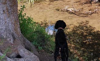 Leslie B.'s photo of camping with pets at Beaver Creek near Devils Tower National Monument