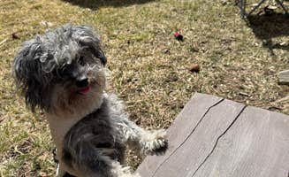 Zariaa Z.'s photo of camping with pets at Castle Peak near Black Hills National Forest