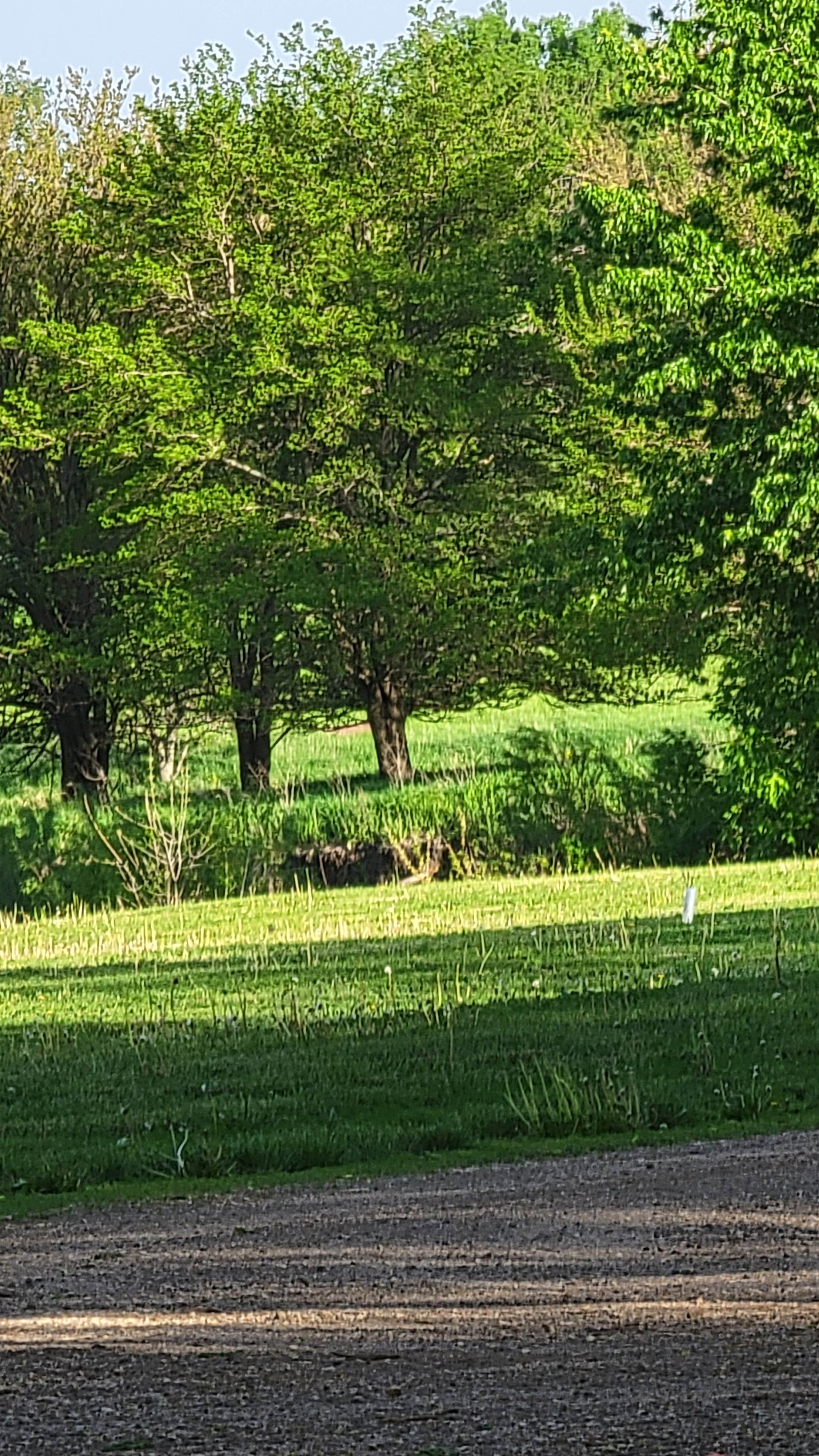 Camper submitted image from Gunderson Park - 4