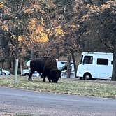 Review photo of Legion Lake Campground — Custer State Park by patty W., October 25, 2024