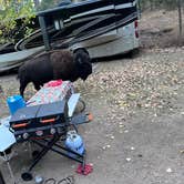 Review photo of Legion Lake Campground — Custer State Park by patty W., October 25, 2024