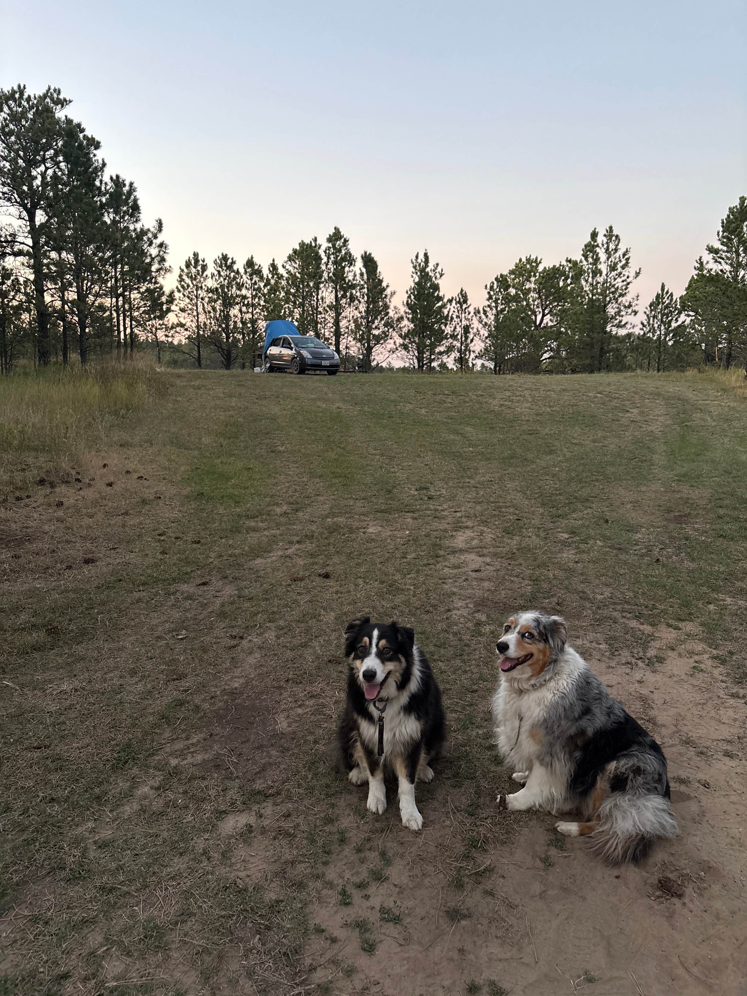 Tom N.'s photo of camping with pets at Picnic Spring Campground near Camp Crook, SD