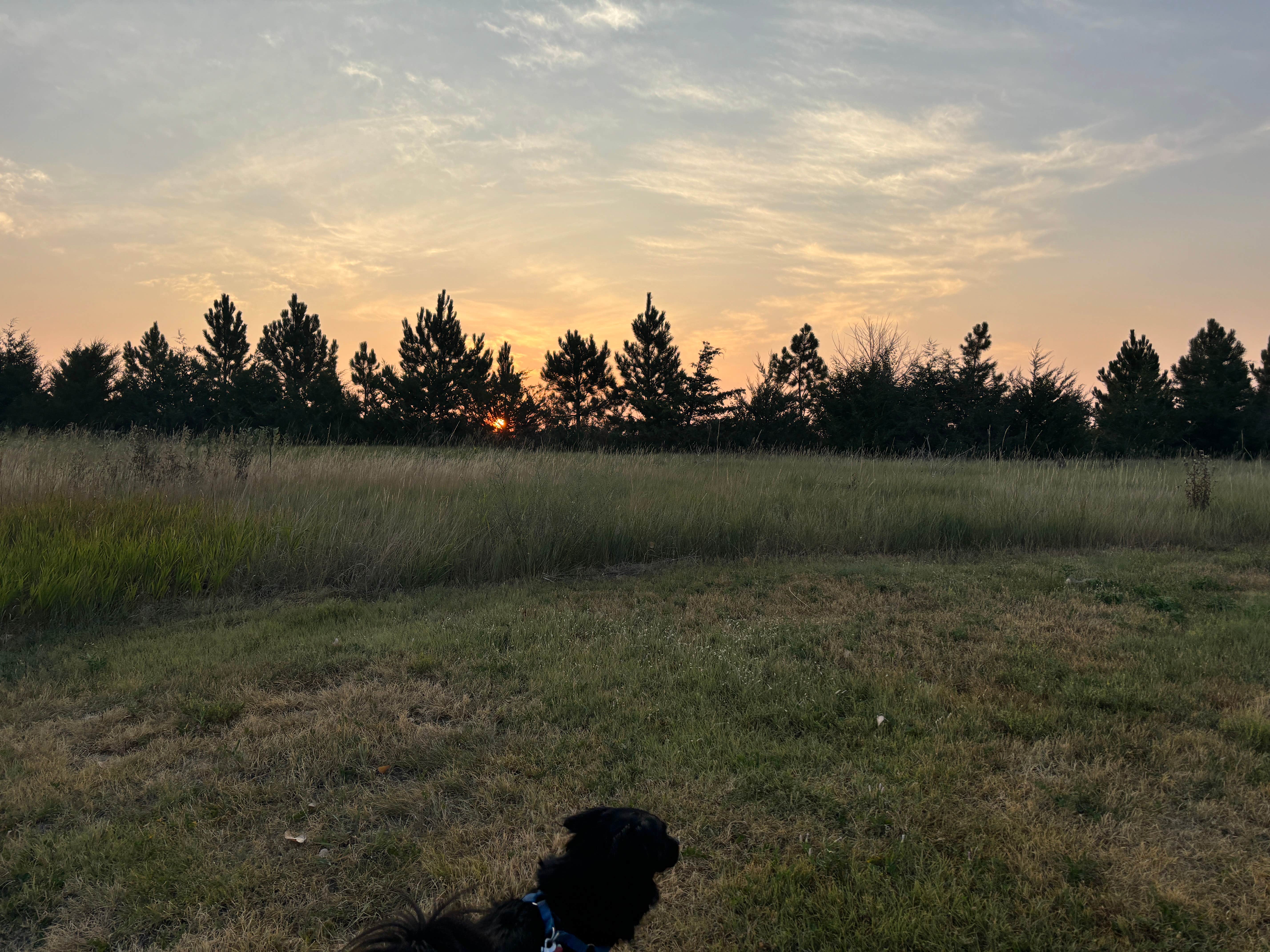 Kevin H.'s photo of camping with pets at Rocky Point Recreation Area near Spearfish, SD