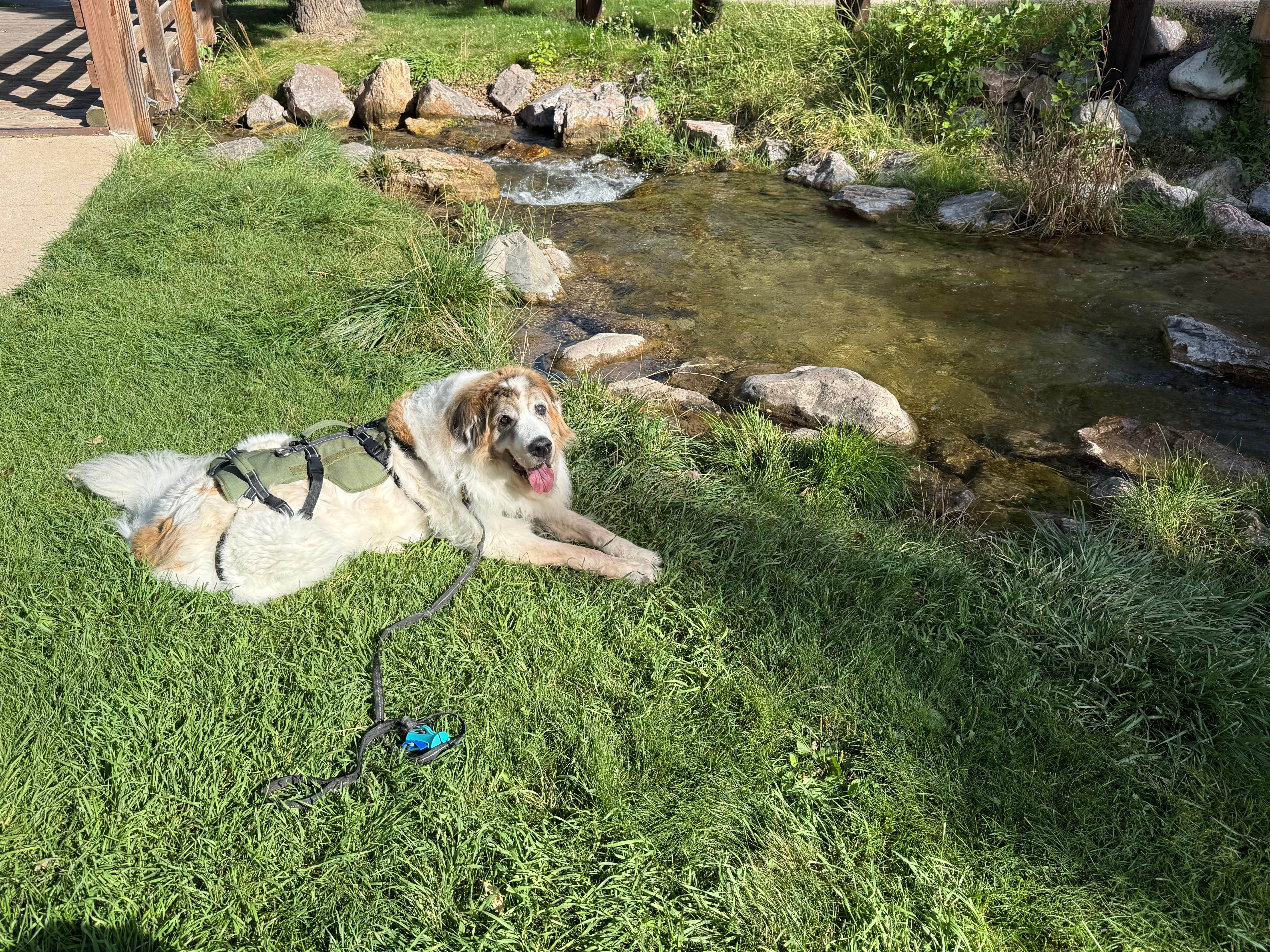 Tom D.'s photo of camping with pets at Spearfish City Campground near Devils Tower National Monument