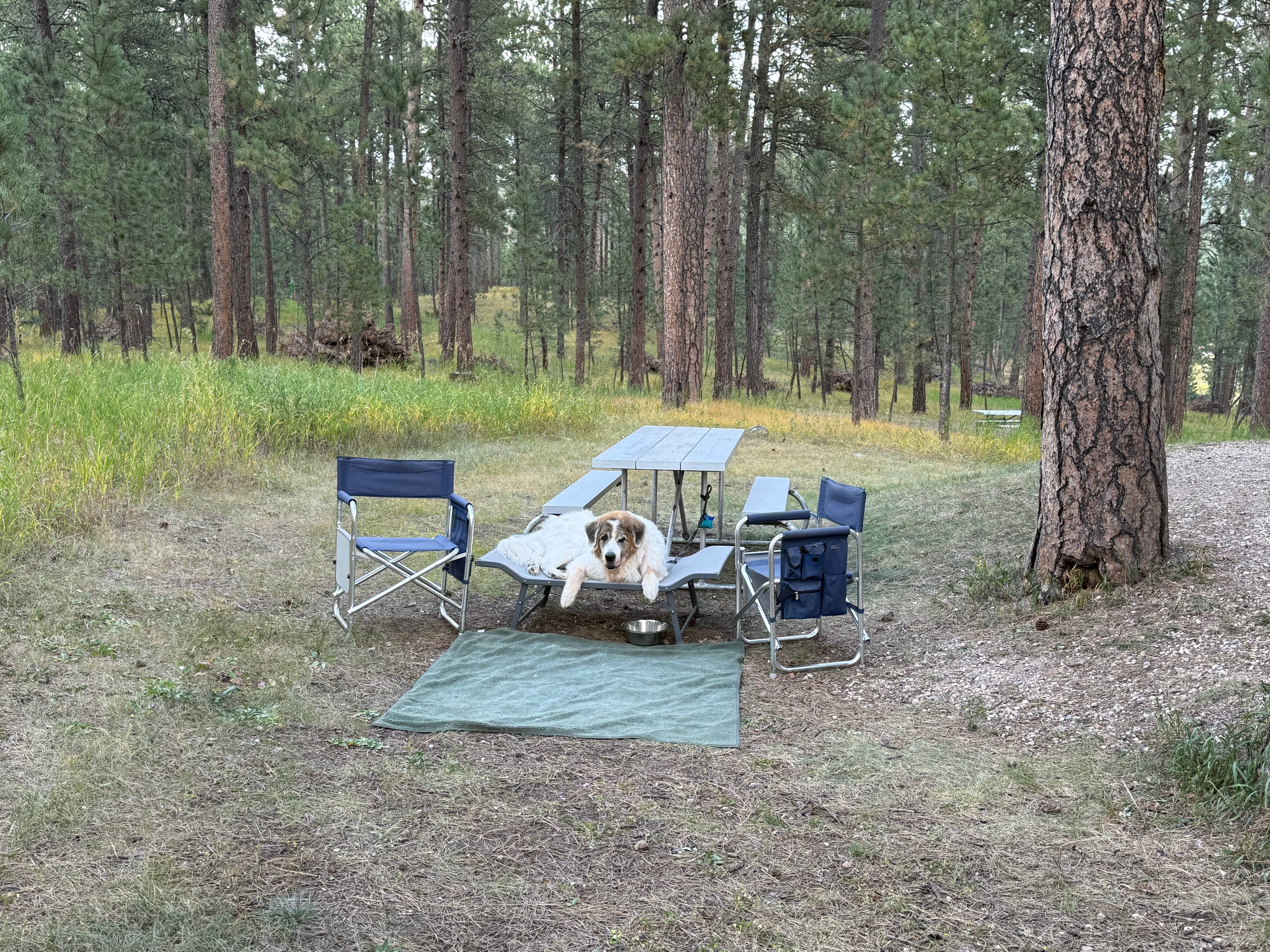 Tom D.'s photo of camping with pets at Stockade North Campground — Custer State Park near Custer, SD