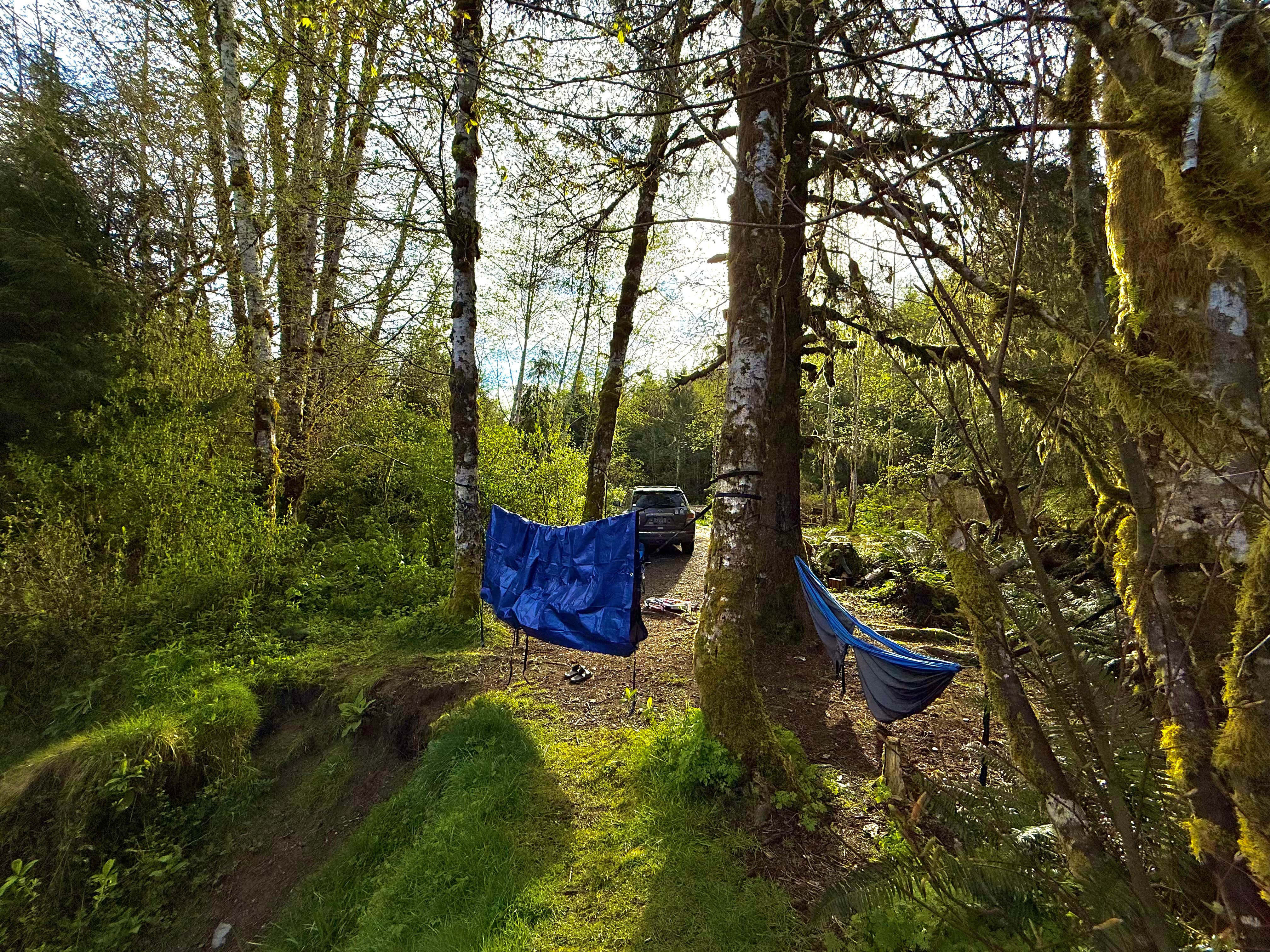 Camper submitted image from South Fork Calawah River - 5