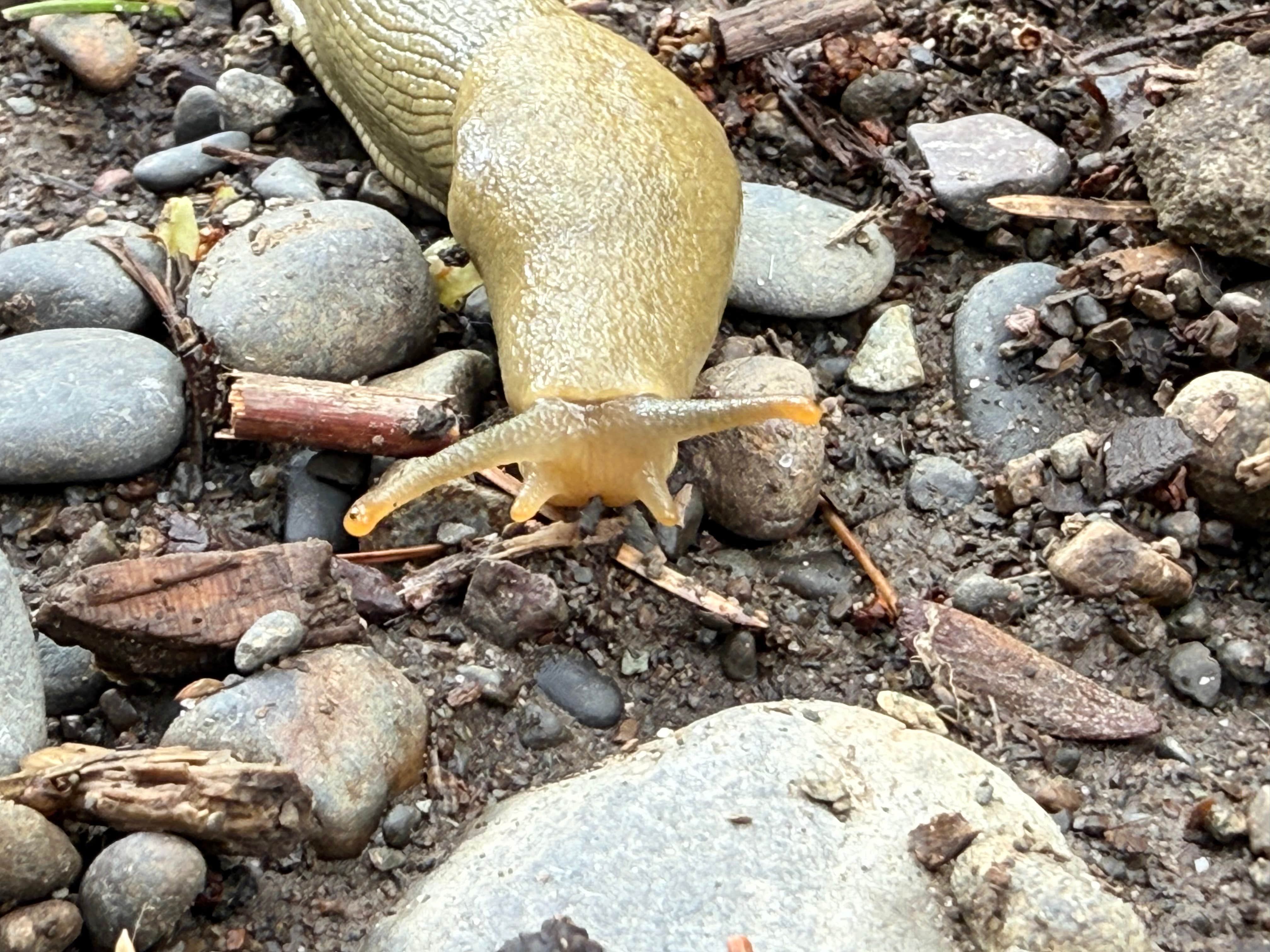Camper submitted image from South Fork Calawah River - 2