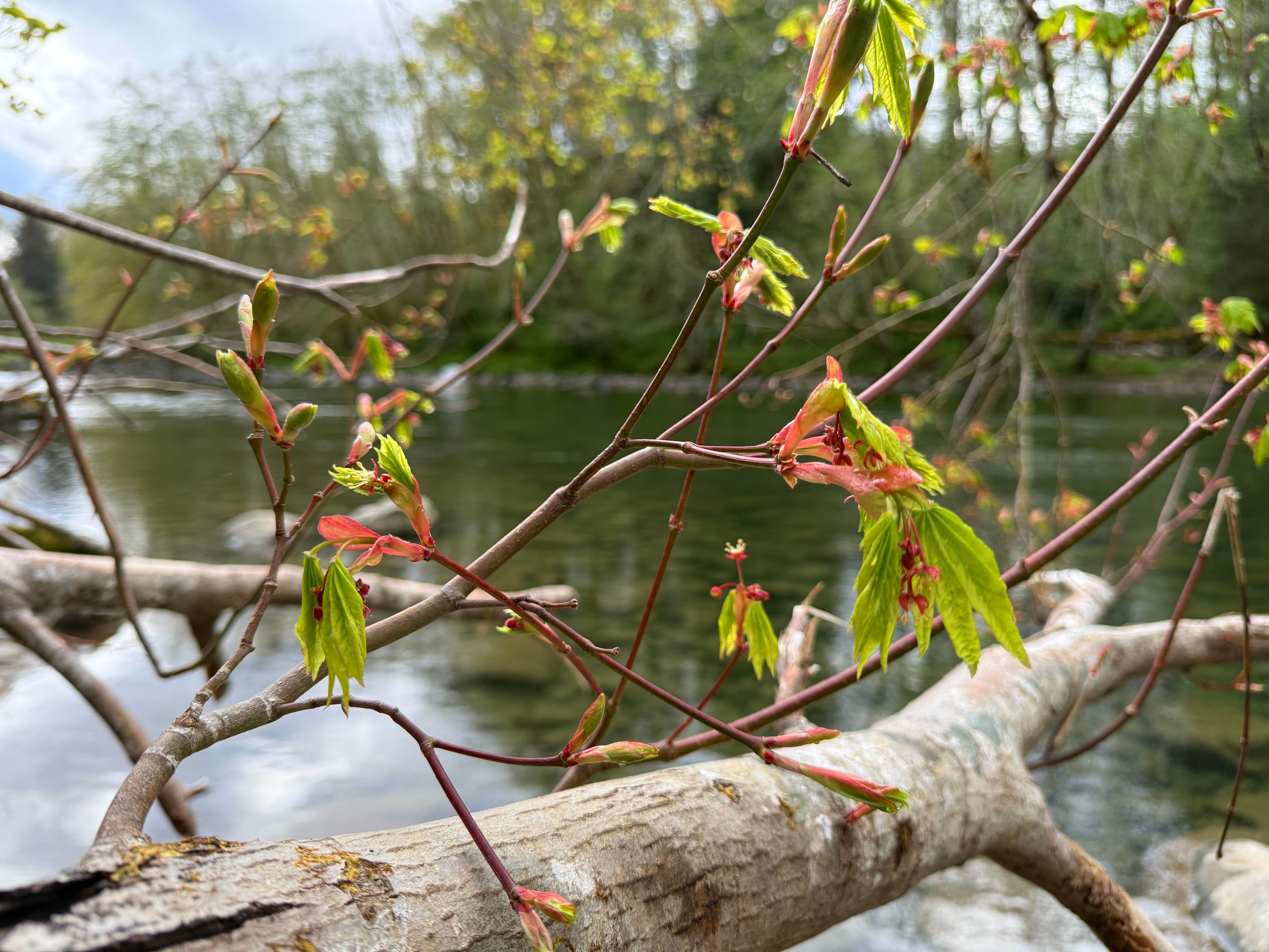 Camper-submitted photo at South Fork Calawah River near Forks, WA