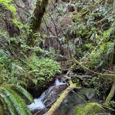 Review photo of South Fork Calawah River by Tristan S., April 25, 2025