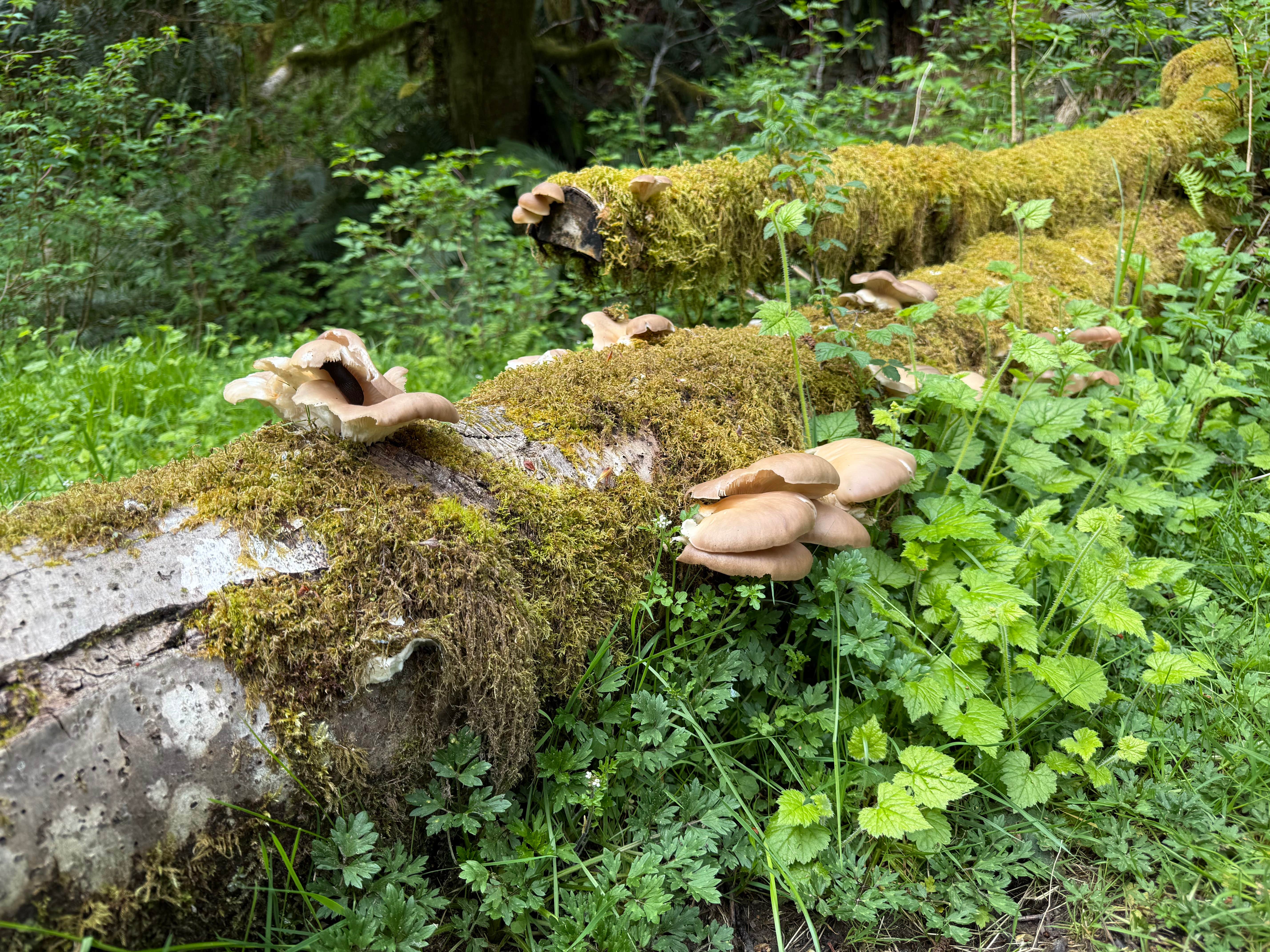 Camper-submitted photo at South Fork Calawah River near Forks, WA