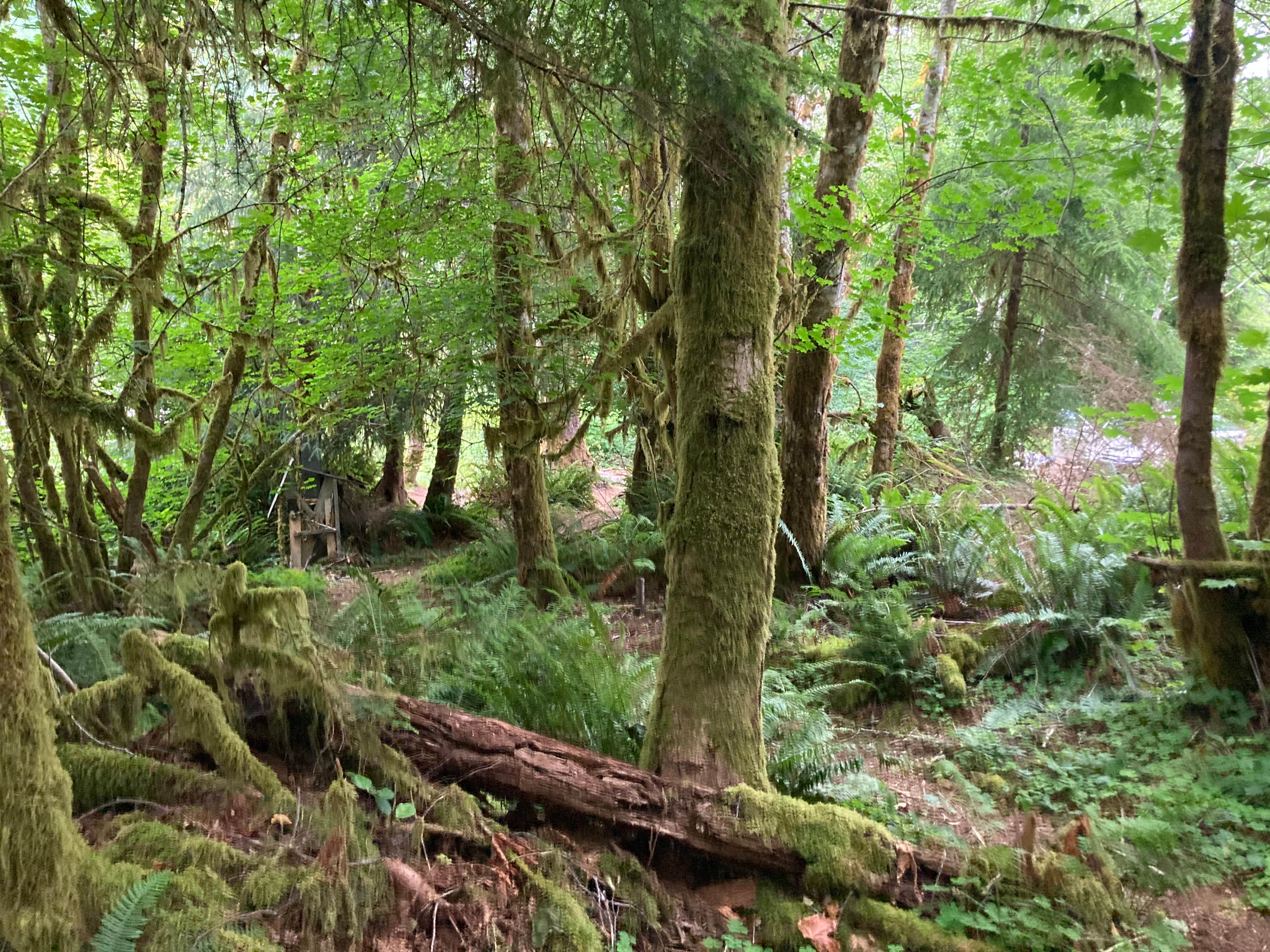 Camper-submitted photo at South Fork Calawah River near Forks, WA