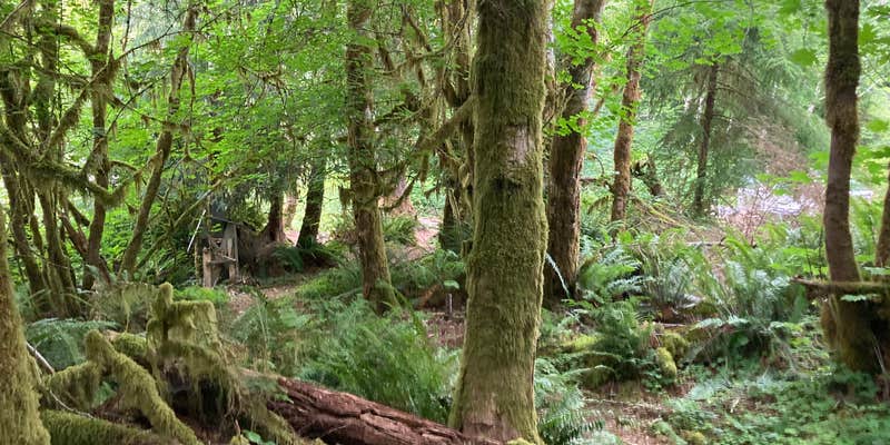 Camper submitted image from South Fork Calawah River