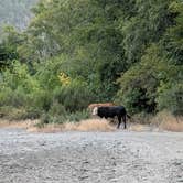 Review photo of South Fork Chetco by Josh R., July 16, 2025
