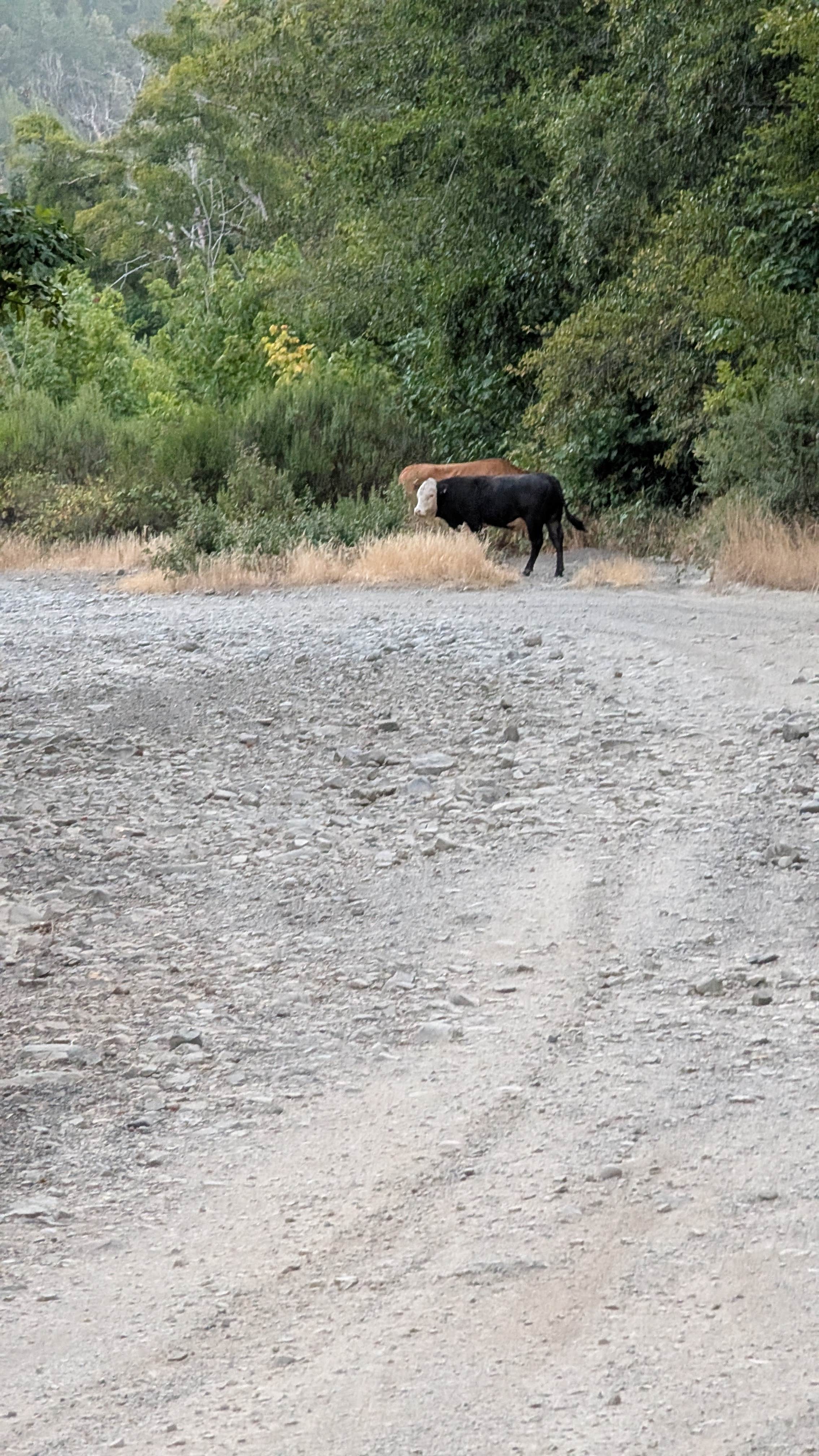 Camper submitted image from South Fork Chetco - 2