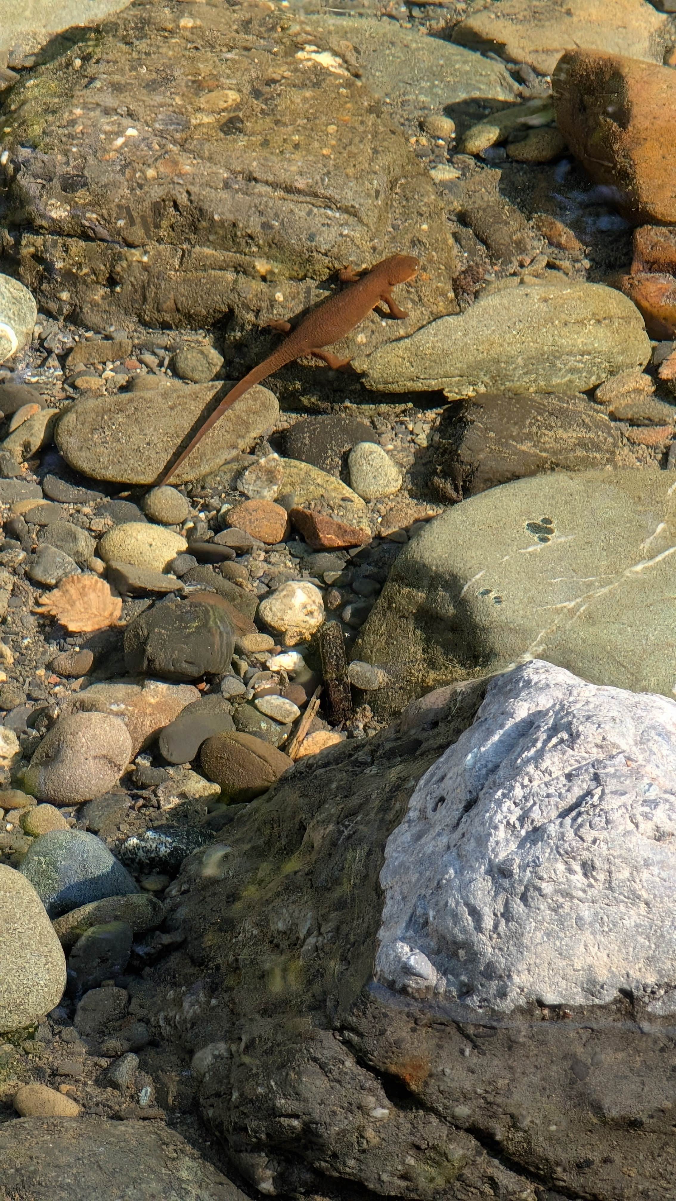 Camper submitted image from South Fork Chetco - 1