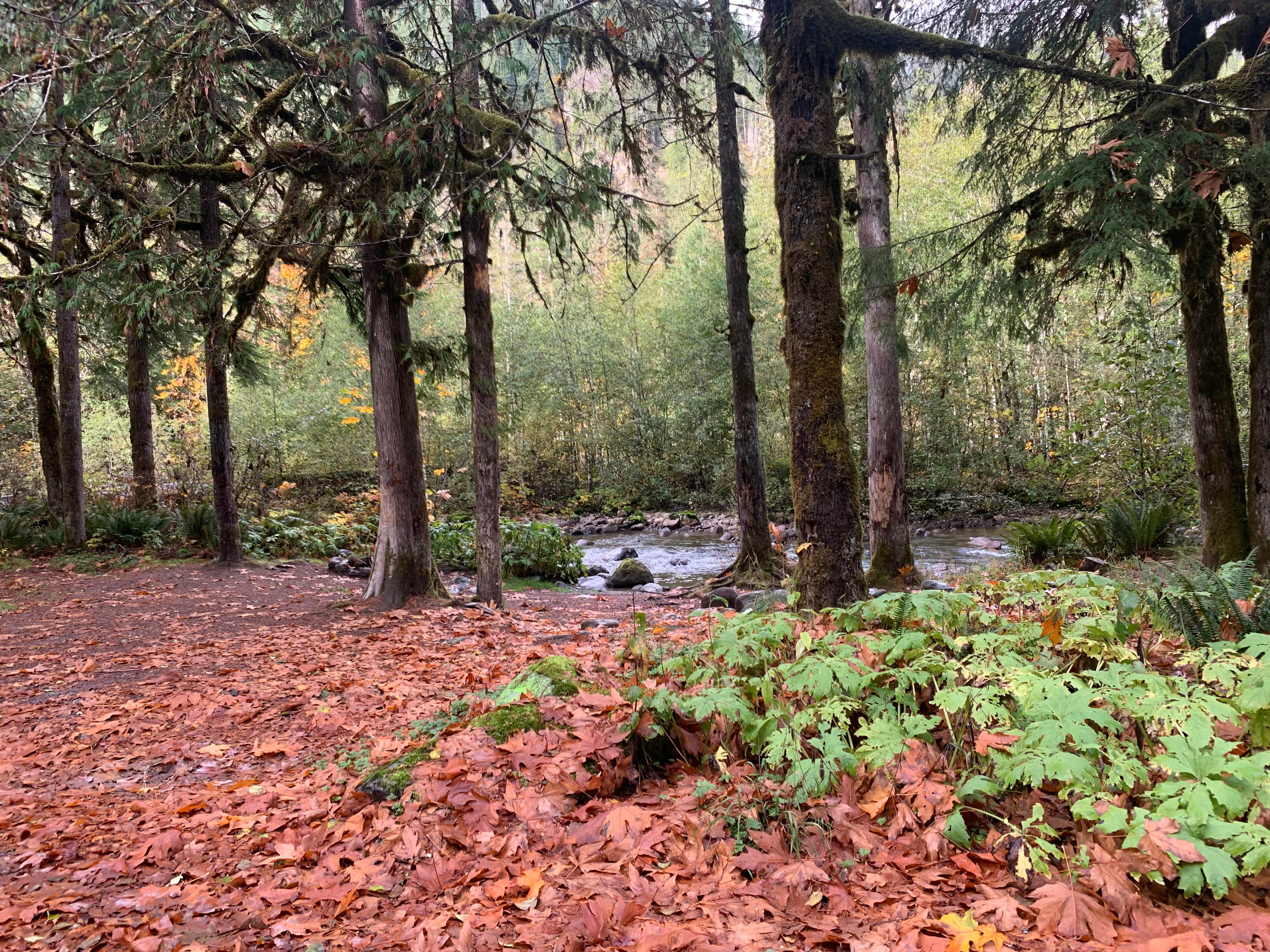 Camper-submitted photo at South Fork Sauk River near Mukilteo, WA