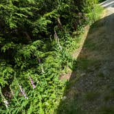 Review photo of South Fork Snoqualmie River Dispersed Site by Lewis G., June 12, 2025