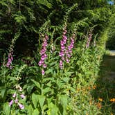 Review photo of South Fork Snoqualmie River Dispersed Site by Lewis G., June 12, 2025