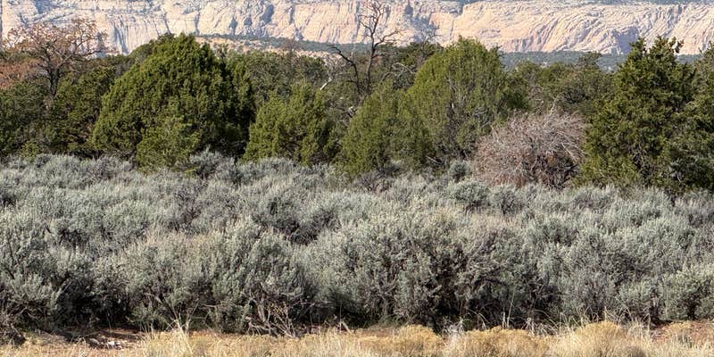 Camper submitted image from South Hell's Backbone Road