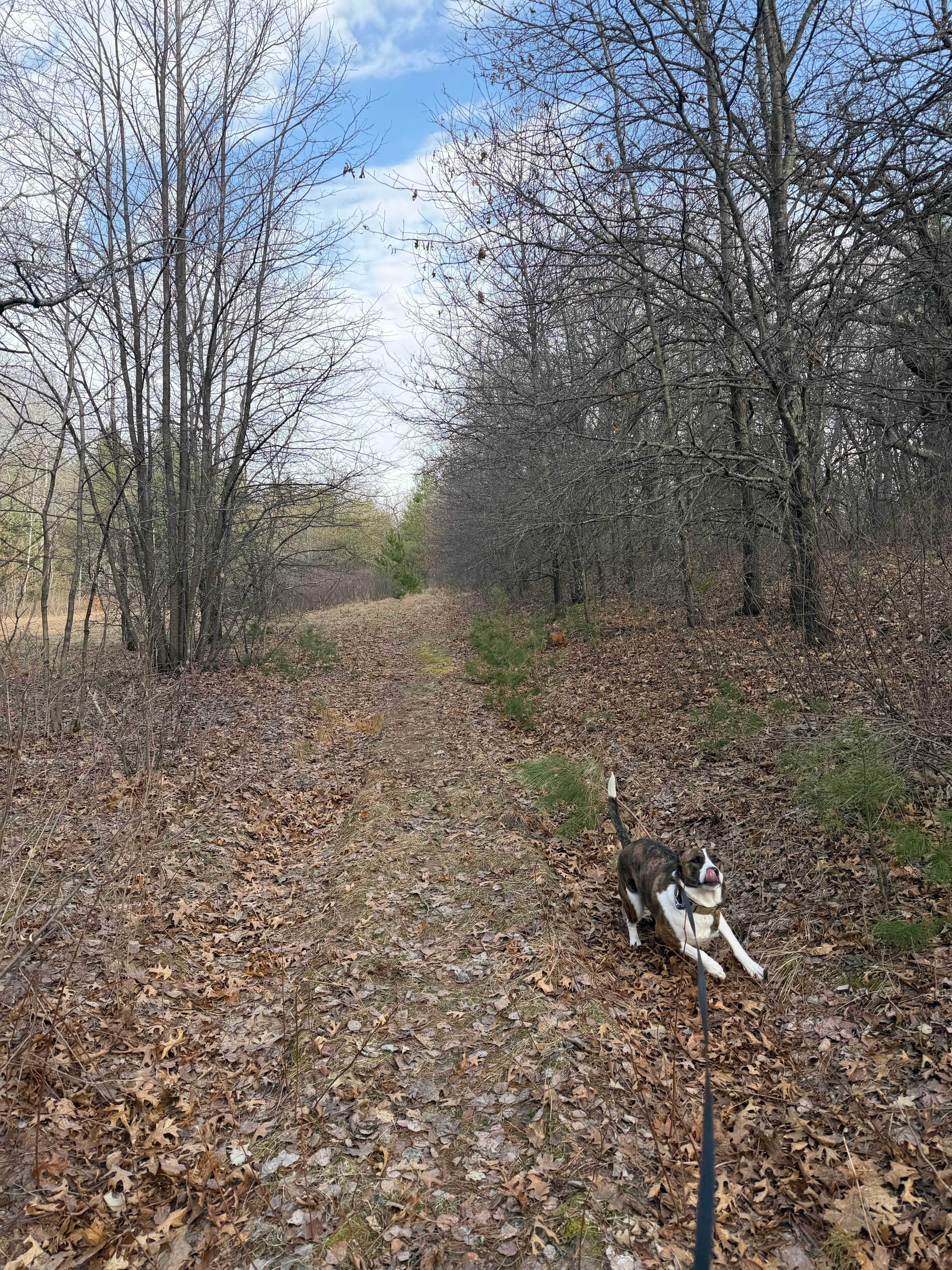 Greg M.'s photo of camping with pets at South of Sand Dunes State Forest near Saint Cloud, MN